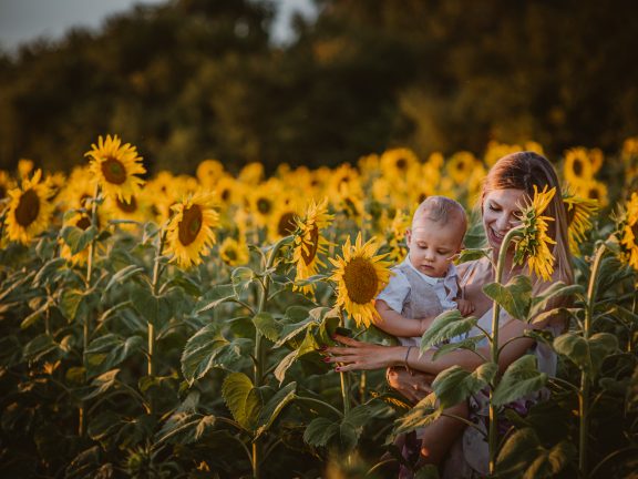 Sesja rodzinna w słonecznikach